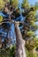 Vertical perspective of a tall Jerusalem Pine tree, Rosh Pina, Israel