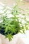 Vertical photo of Aloysia citrodora, lemon beebrush, lemon verbena growing on the balcony in a pot. Selective focus and natural