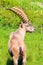 Vertical photo of Alpine ibex on green pasture near Chamonix, French Alps. Profile view. Wild goat, male, horns. Known as