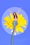 Vertical photo artwork collage raise hands up woman young age hooray sitting yellow flower fresh daisy isolated on