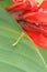 Vertical photo of a Baby Praying Mantis hiding on a flower petal