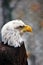 Vertical photo of a bald eagle`s head and chest