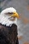 Vertical photo of a bald eagle`s head and chest