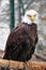 Vertical photo of a bald eagle sitting on a tree trunkg