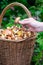 Vertical photo of basket full of butter mushrooms