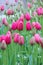 Vertical photo of beautiful pink tulips taken on a gloomy misty morning of a rainy day. White light. Raindrops on fuchsia petals.