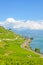 Vertical photo of beautiful terraced vineyards on slopes by Lake Geneva in Switzerland. Lavaux wine region. Swiss countryside.