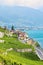 Vertical photo of beautiful winemaking village St. Saphorin in Lavaux wine region, Switzerland. Swiss summer season. Amazing Lake