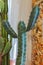 Vertical photo of a cactus growing in a tropical greenhouse. Cacti with thorns