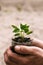 Vertical photo close-up of a man`s hand holding a seedling. Copyspace. Gardening. Caring for the planet