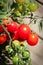 Vertical photo of clusters of tomatoes in various stages of ripeness