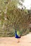 Vertical photo of a colorful peacock with all its tail unfolded showing its long feathers to visitors