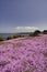 Vertical photo of the colorful pink iceplant coastline of Pacific Grove, CA.