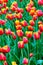 Vertical photo of flower bed with beautiful red yellow tulips. Rain drops on the natural petals. Marvelous flowers. Holland tulip