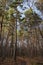 A vertical photo of a footpath leading into a sunlit pine forest with dense undergrowth. Beautiful autumn landscape. Mural paper