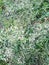 Vertical photo of green grass with wild grain. Wild grasses of the central part of Russia.