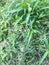 Vertical photo of green grass with wild grain. Wild grasses of the central part of Russia.