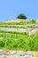 Vertical photo of green vineyards on the hill by Lake Geneva, Switzerland. Famous Lavaux wine region. Green vineyard on slopes on
