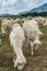 Vertical photo of group of sheeps eating grass on farmland