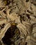 vertical photo of a hornrt's (Vespa crabro ) nest