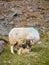 vertical photo of a horny sheep licking her breeding, newly born