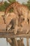 Vertical photo of huge Eland antelope,Taurotragus oryx, standing under angolan giraffe, drinking from waterhole. Animals of arid