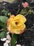 Vertical photo of a Judy Garland rose garden in New Jersey