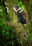 Vertical photo of L`Hoest`s monkey, Allochrocebus lhoesti, mountain monkey among leaves in Bwindi Impenetrable Forest, Uganda