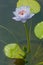 Vertical photo of light blue lotus with pink lotus pollen