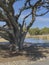 Vertical photo live oak and top part of Currituck lighthouse