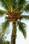 Vertical Photo of Low Angle a Fruitful Coconut Palm Tree against Light Blue Sky
