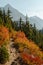 Vertical Photo of lush high mountain altitude huckleberry bushes, shrubs, and massive conifer trees on trail in the North Cascades