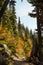 Vertical Photo of lush high mountain altitude huckleberry bushes, shrubs, and massive conifer trees on trail in the North Cascades