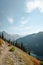 Vertical Photo of lush high mountain altitude huckleberry bushes, shrubs, and massive conifer trees on trail in the North Cascades