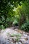 Vertical photo - a magical forest. Old trees covered with moss on the banks of a mountain river