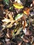 Vertical photo of mixed fallen leaves on grass