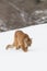 Vertical photo of mountain lion