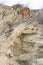 Vertical photo of mountain lion on top of ridge