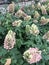 Vertical photo of oak leaf Hydrangea flowers