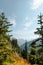 Vertical Photo peaking through high mountain altitude huckleberry bushes, shrubs, and massive conifer trees on trail in the North