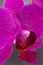 Vertical photo of phalaenopsis orchid in magenta color