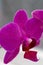 Vertical photo of phalaenopsis orchid in magenta color. Blooming Phalaenopsis flower