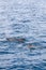 Vertical photo: Pilot whales disturb Norwegian Sea\\\'s surface against rich, textured blue hues