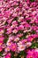 Vertical photo of pink, purple and rose daisy flowers