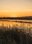 Vertical photo of the silhouette of plants in front of a lake during a sunset