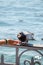 Vertical photo of woman hand feeding pigeon. Blurred water in the background. Feeding pigeons, birds, animals. In some countries,