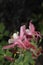 Vertical photograph.Blooming Columbine flower pink in garden