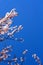Vertical photograph Blue sky and pink tree blossoms