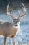 Vertical photograph of Boone and Crockett Whitetail typical