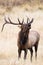 Vertical photograph of bugling elk